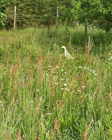 Apartma Jozica In Toncek * Sveti Jurij ob Scavnici