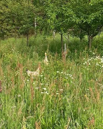 Apartma Jozica In Toncek