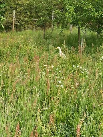 Apartma Jozica In Toncek * Sveti Jurij ob Scavnici