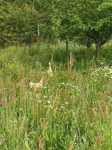 Apartma Jozica In Toncek